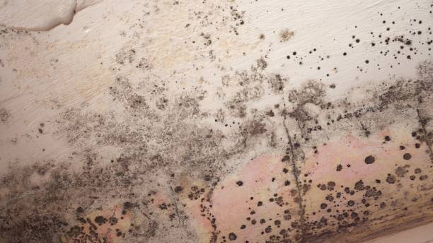 Best Emergency Mold Remediation  in Fairless Hills, PA